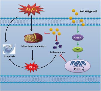 Protective Effects of 6-Gingerol on Cardiotoxicity Induced by Arsenic Trioxide Through AMPK/SIRT1/PGC-1α Signaling Pathway